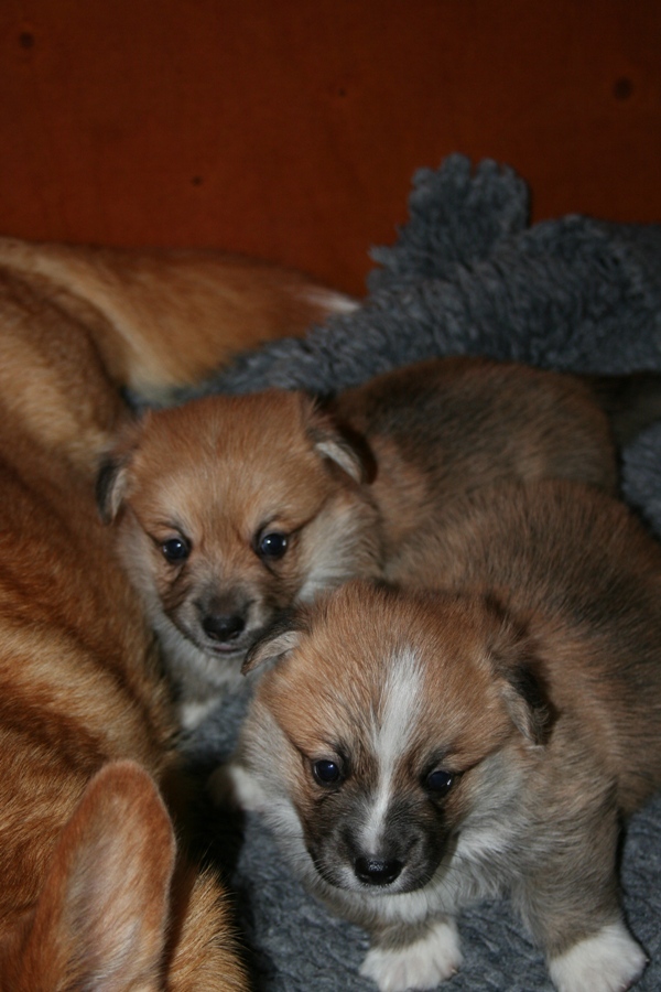 Puppies